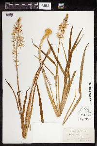 Camassia scilloides image