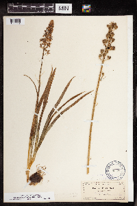 Camassia scilloides image