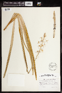Camassia scilloides image