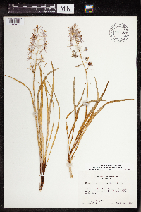 Camassia scilloides image