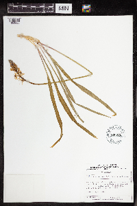 Camassia scilloides image