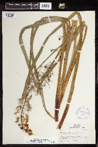 Camassia scilloides image