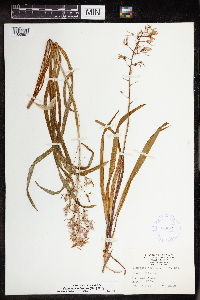 Camassia scilloides image