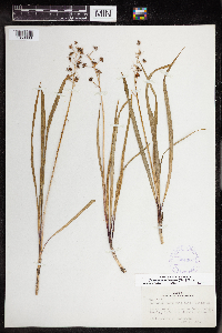 Camassia scilloides image