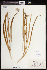 Camassia scilloides image