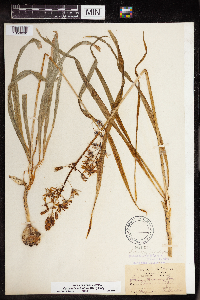 Camassia scilloides image