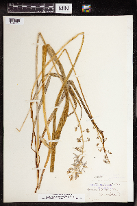 Camassia scilloides image