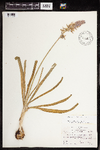 Camassia scilloides image