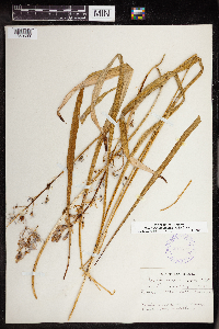 Camassia scilloides image