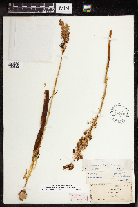 Camassia scilloides image