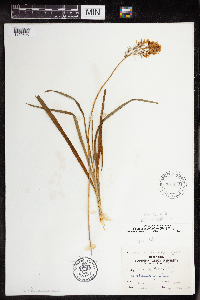 Camassia scilloides image