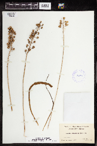 Camassia scilloides image