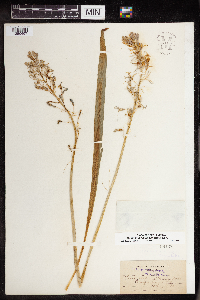 Camassia scilloides image