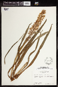 Camassia scilloides image