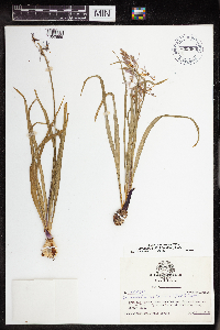 Camassia scilloides image