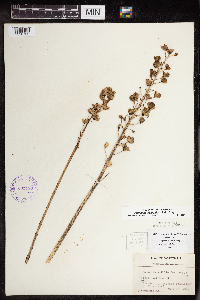 Camassia scilloides image