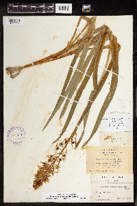 Camassia scilloides image