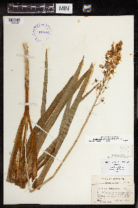Camassia scilloides image