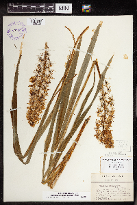 Camassia scilloides image