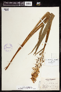 Camassia scilloides image