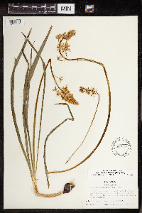 Camassia scilloides image