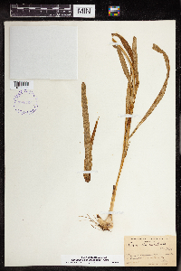 Camassia scilloides image