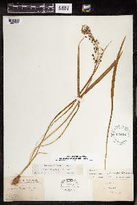 Camassia scilloides image