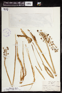 Camassia scilloides image