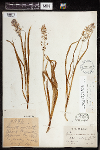 Camassia scilloides image