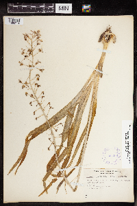 Camassia scilloides image