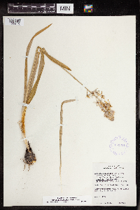 Camassia scilloides image