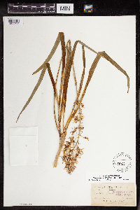 Camassia scilloides image