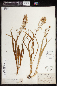 Camassia scilloides image