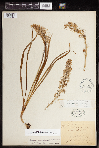 Camassia scilloides image