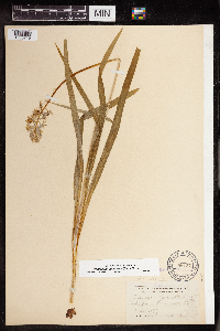 Camassia scilloides image