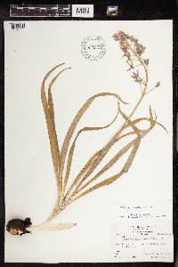 Camassia scilloides image