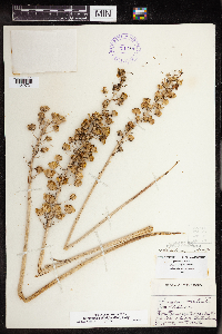 Camassia scilloides image