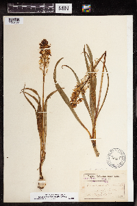 Camassia scilloides image