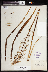 Camassia scilloides image