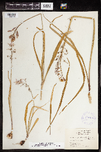 Camassia scilloides image