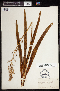 Camassia scilloides image