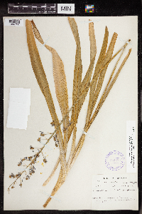 Camassia scilloides image