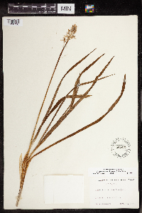 Camassia scilloides image