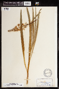 Camassia scilloides image