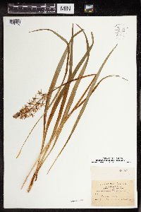 Camassia scilloides image