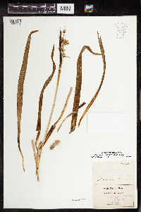 Camassia scilloides image