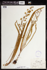 Camassia scilloides image