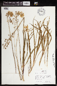 Camassia scilloides image