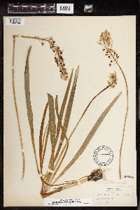 Camassia scilloides image