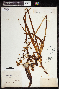 Camassia scilloides image